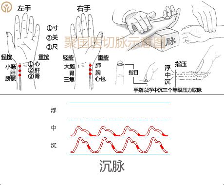 脈象圖|正常脈象